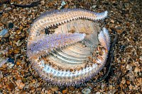 When Starfish Attack, UK