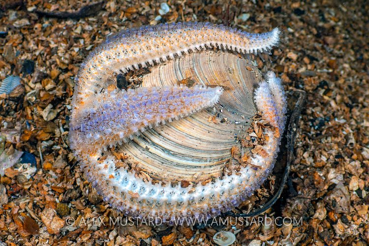 When Starfish Attack, UK