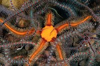 Orange Brittlestar, UK.