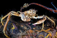 Great Spider Crab, UK