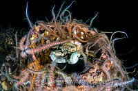 Spider Crab Surrounded By Brittlestars, UK