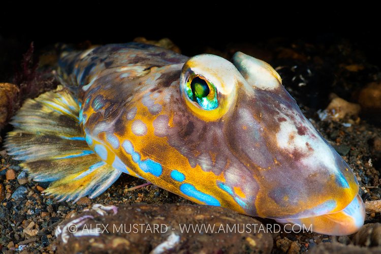 Dragonette Close Up, UK