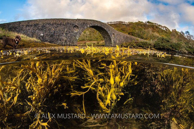 Bridge Over The Atlantic, UK