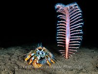 Hermit Crab And Seapen, UK