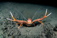 Squat Lobster, UK