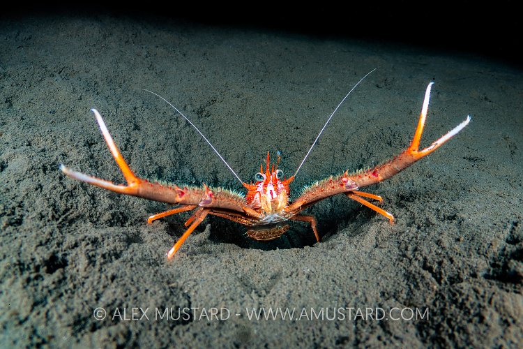 Squat Lobster, UK