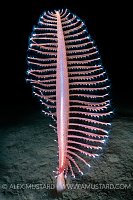 Colourful Seapen, UK