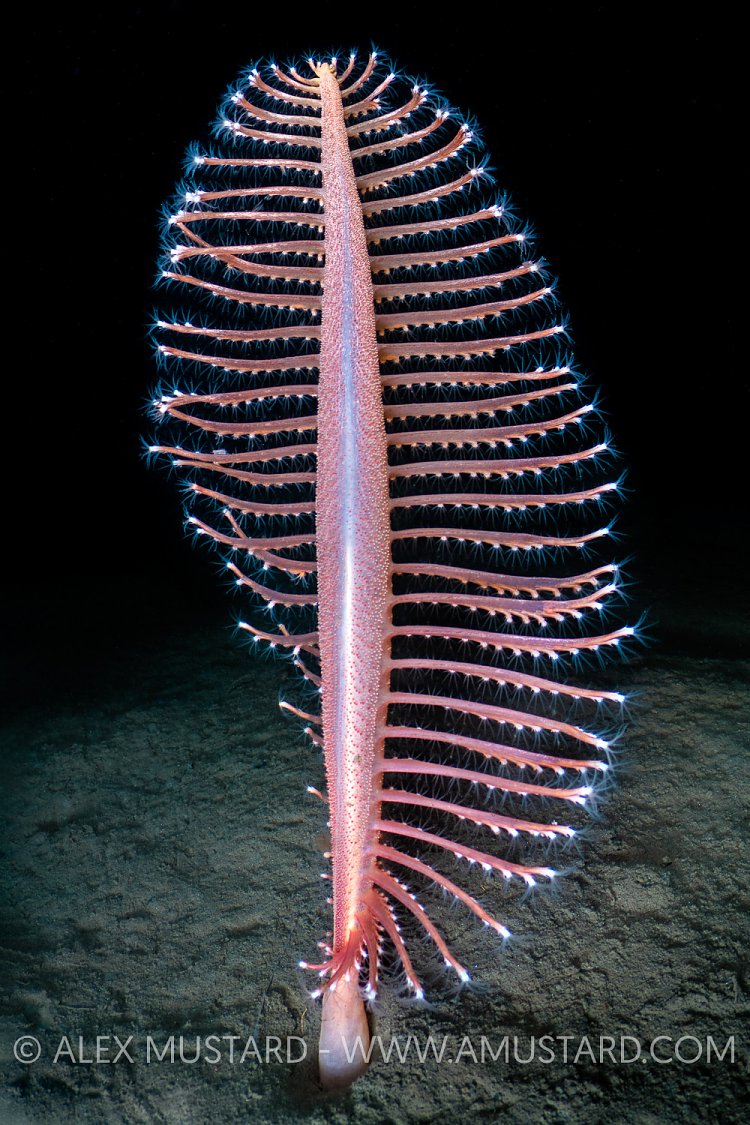 Colourful Seapen, UK