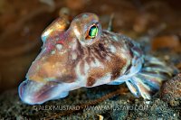 Dragonette Close Up, UK