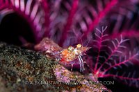 Shrimp And Feather Star, UK