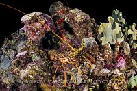 Nocturnal Stroll, Cayman Islands
