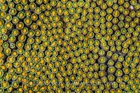Coral Spawning. Cayman Islands