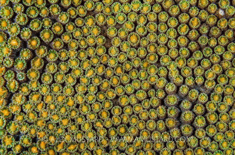 Coral Spawning. Cayman Islands