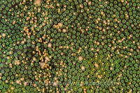 Coral Spawning. Cayman Islands