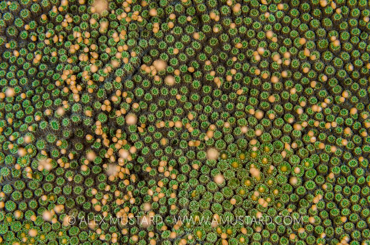 Coral Spawning. Cayman Islands
