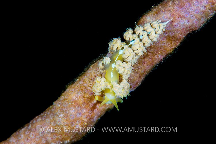 Nudibranch At Night, Cayman Islands