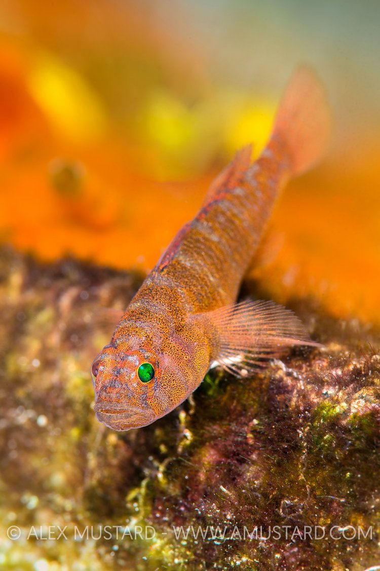 Rusty Goby, Cayman Islands