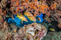 Snappers On Reef, Cayman Islands