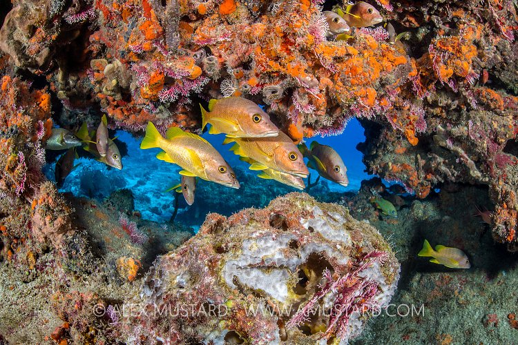 Snappers On Reef, Cayman Islands