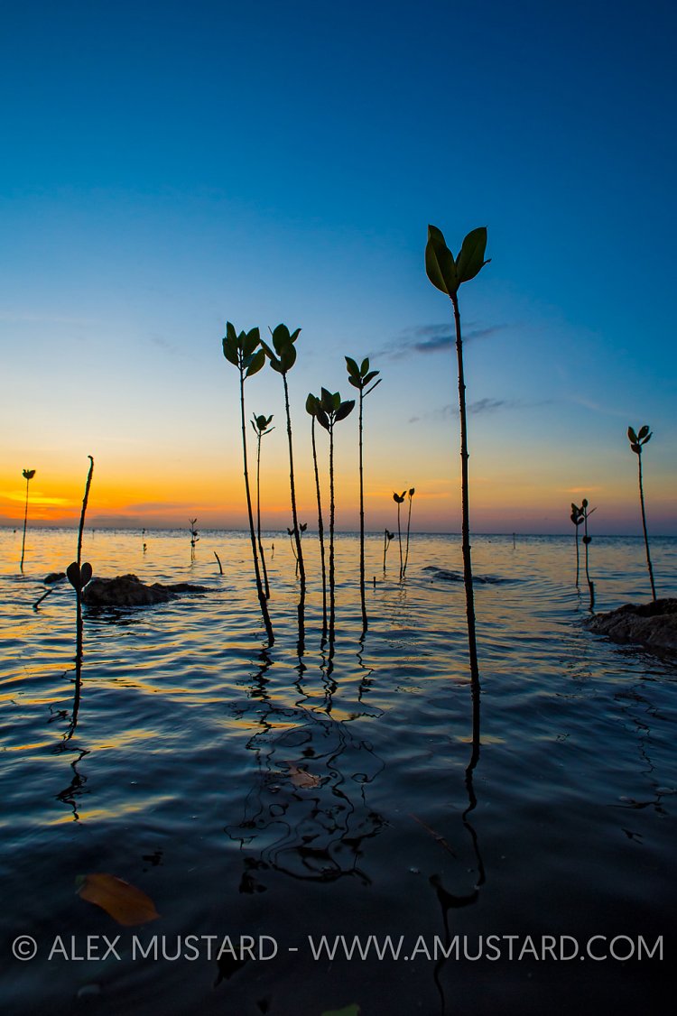 Mangrove Samplings, Fiji.