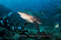 Fijian Shark Feed, Fiji.