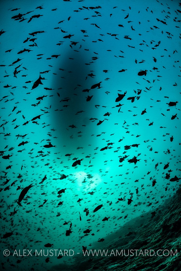 Triggerfish Swarm, Maldives.