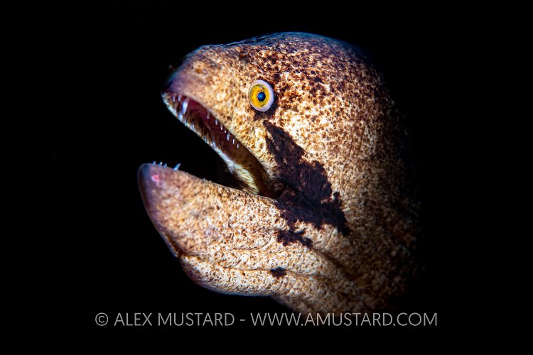 Moray Face, Maldives