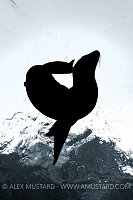 Sea Lion Silhouette. Mexico