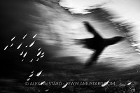 Sea Lion Swoop. Mexico