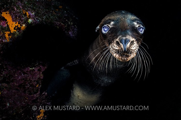 Sea Lion Pup. Mexico
