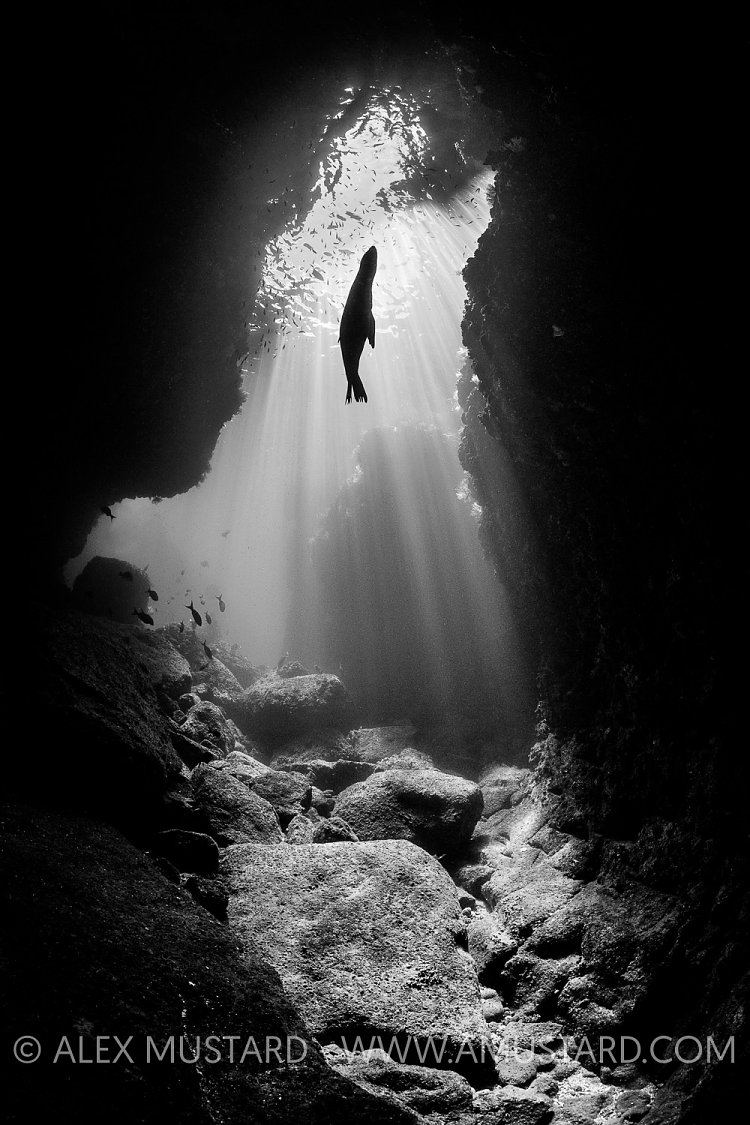 Sealion Silhouette, Mexico