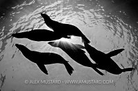 Adult sea lions rest on surface. Mexico