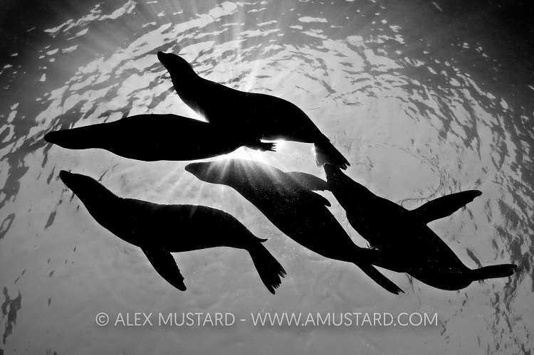 Adult sea lions rest on surface. Mexico
