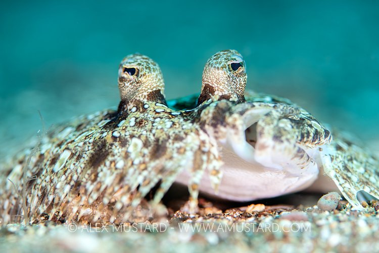 Flounder Portrait, Philippines.