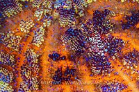 Fire Urchin Shrimps, Philippines