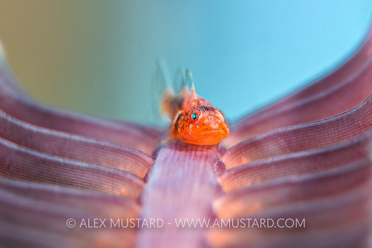 A common ghost goby (many host goby: Pleurosicya mossambica) hides in the branches of a sea pen (Pteroeides sp.). Anilao, Batangas marine protected area, Luzon, Philippines. Verde Island Passages, Tropical West Pacific Ocean.