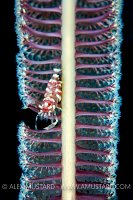 Shrimp On Sea Pen, Philippines.