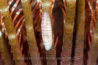 Cryptic Crinoid Worm, Philippines
