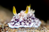 Nudibranch Portrait, Philippines