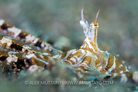 Wonderpus Portrait, Philippines