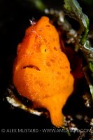 Painted Frogfish, Philippines