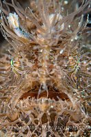 Hairy Frogfish Face, Philippines