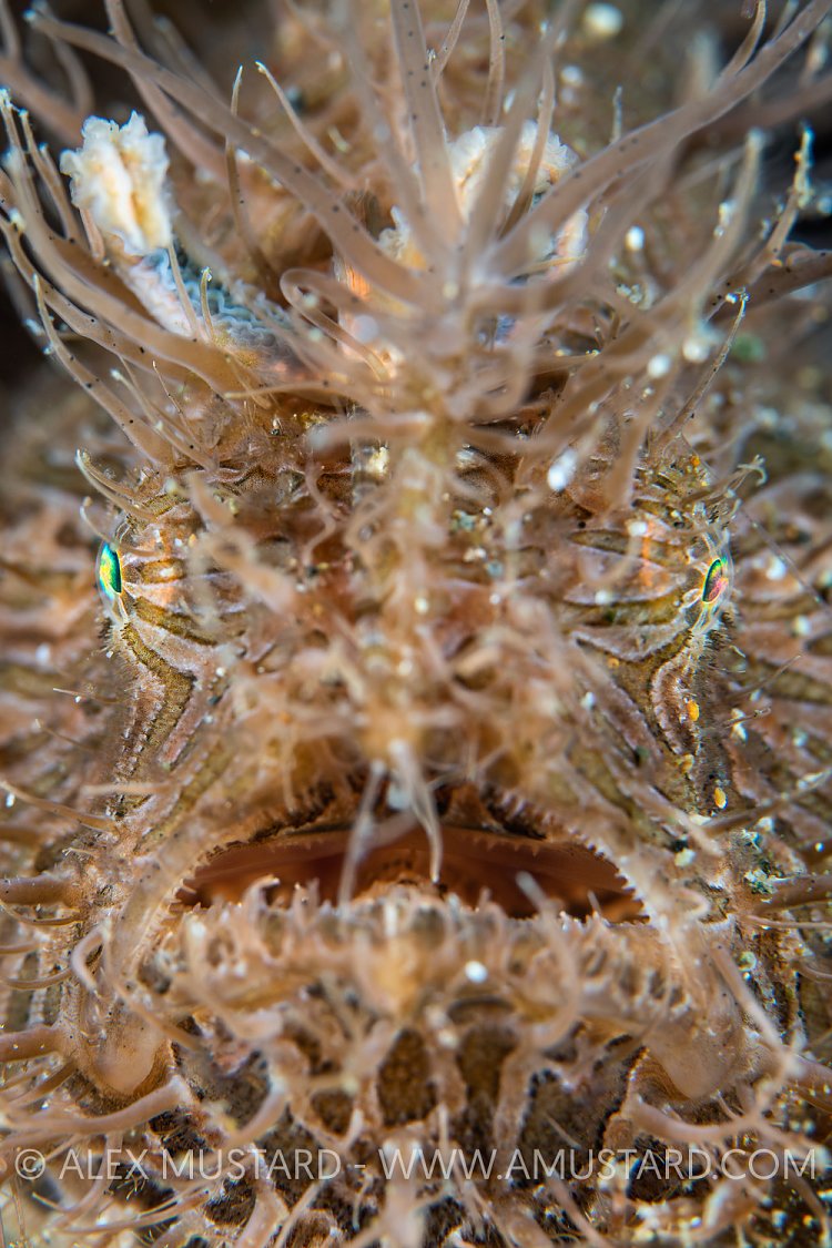 Hairy Frogfish Face, Philippines