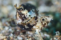 A pair of bandtail waspfish (Paracentropogon zonatus) dispute territory on the seabed. Anilao, Batangas marine protected area, Luzon, Philippines. Verde Island Passages, Tropical West Pacific Ocean.