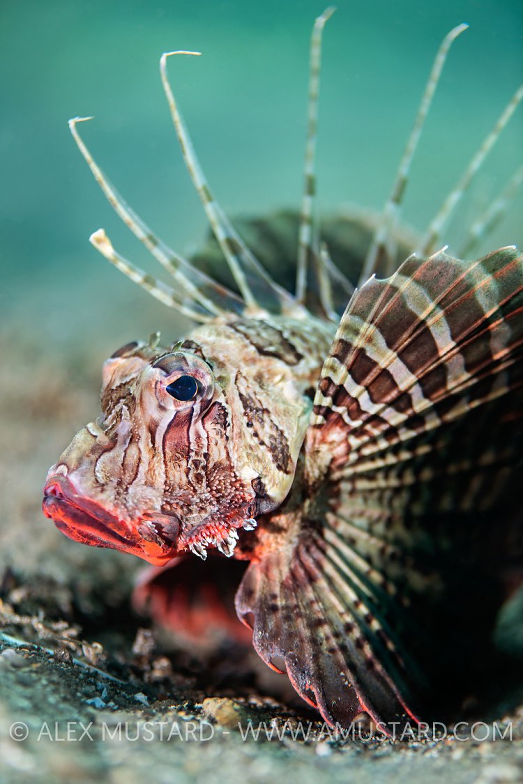 Gurnard Lionfish, Philippines