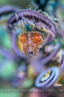 Pygmy Cuttlefish, Philippines