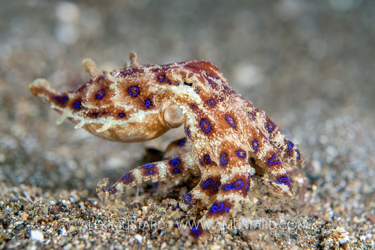 BRO Portrait, Philippines