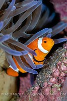 Anemonefish Guarding Eggs, Philipines.