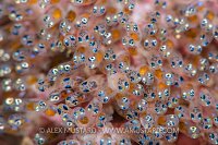 Anemonefish Eggs, Philippines.