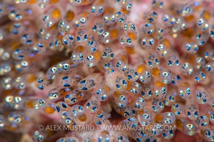Anemonefish Eggs, Philippines.